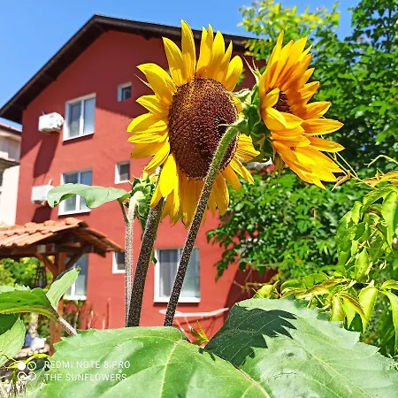 Sunflowers 2* Pomorie