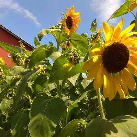 招待所 Sunflowers