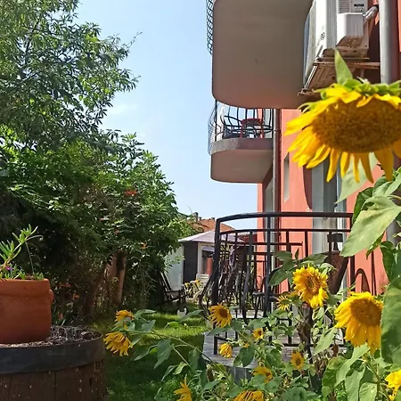 Sunflowers 招待所 帕莫瑞